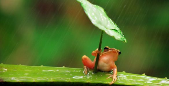 Bạn là con ếch như thế nào?